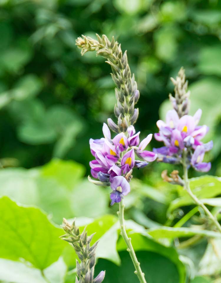 効果 葛 花茶